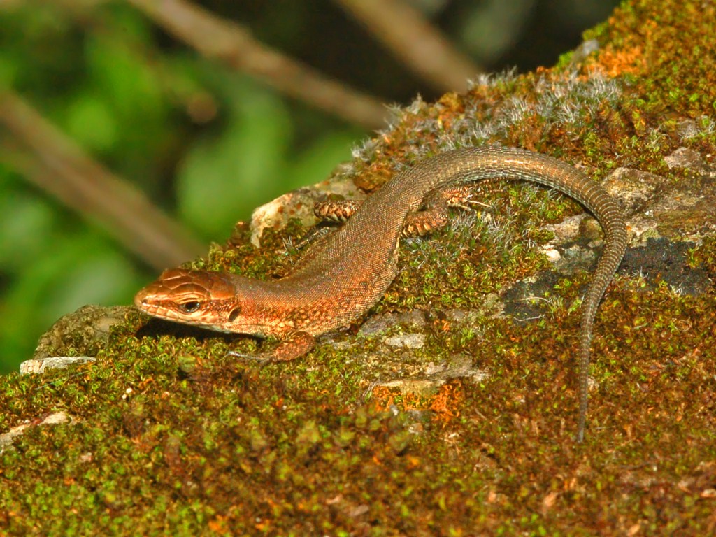 Una lucertolina rossiccia